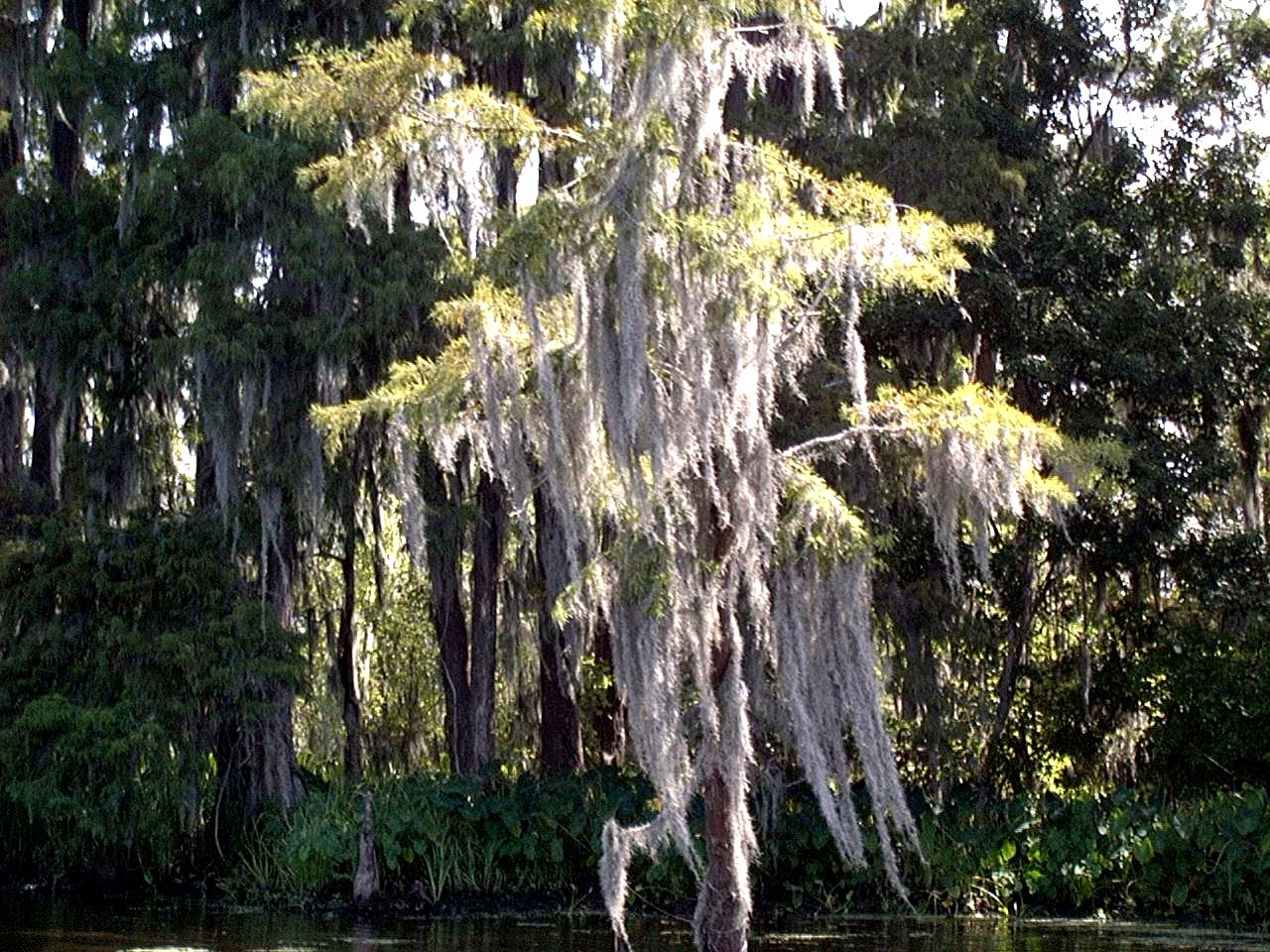 ../Images/8-2-02 Cypress Swamp Tour 21.jpg